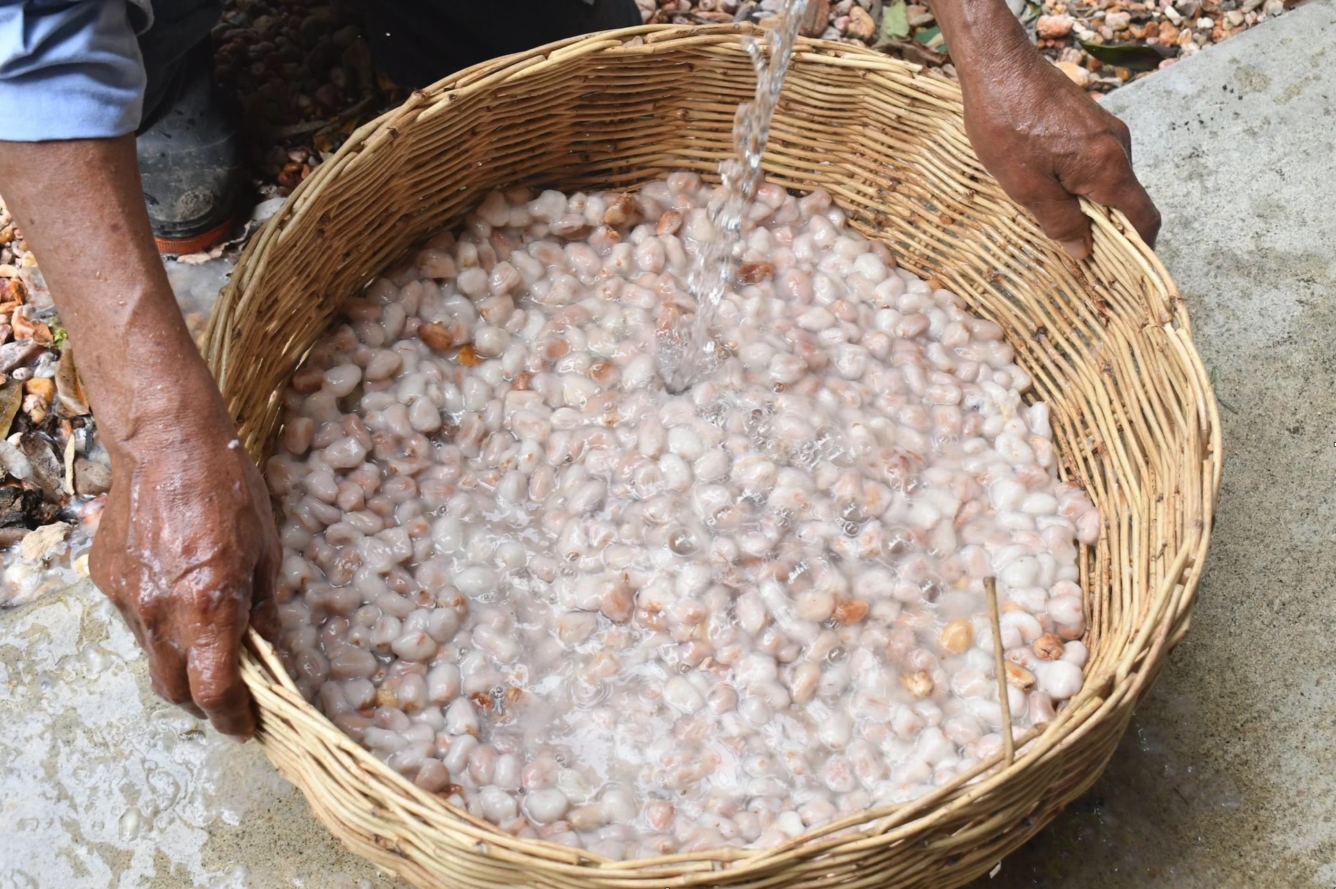 Origines Cacao Lavado