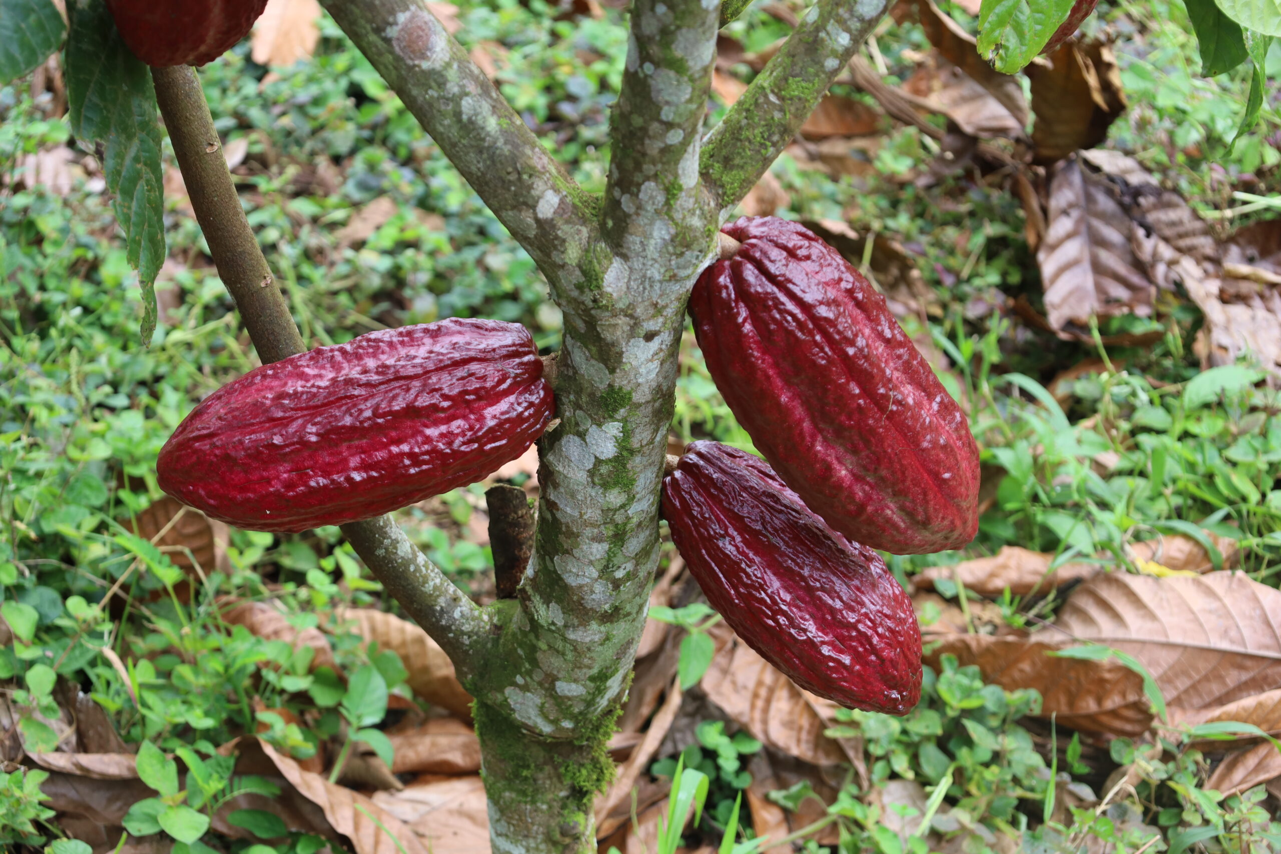 cacao planter